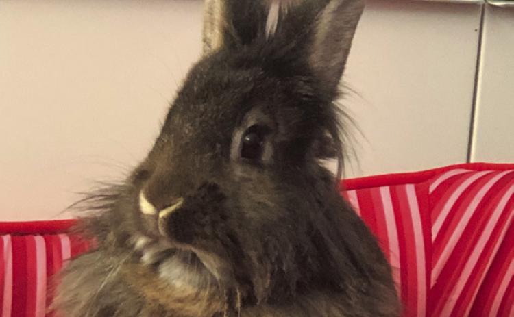 LETTUCE EDUCATE YOU ABOUT RABBIT ADOPTIONS