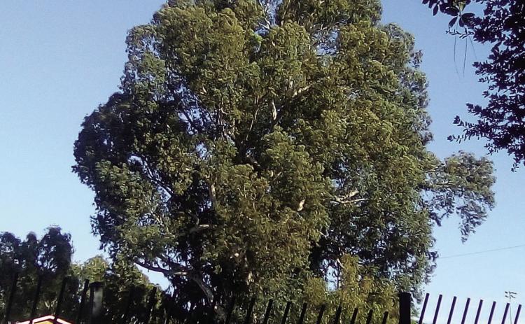 Located on the campus of California Baptist University is one of Southern California’s largest eucalyptus trees, the historic Hawthorne House Tree. PHOTOS BY DANIEL COATS / FOUNTAIN VALLEY LIVING